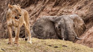 África en imágenes: una leona junto a un elefante