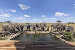 A herd of elephants drinking from a pool at African Bush Camps