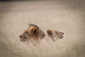 África en imágenes: una pareja de leones fundiéndose con la sabana