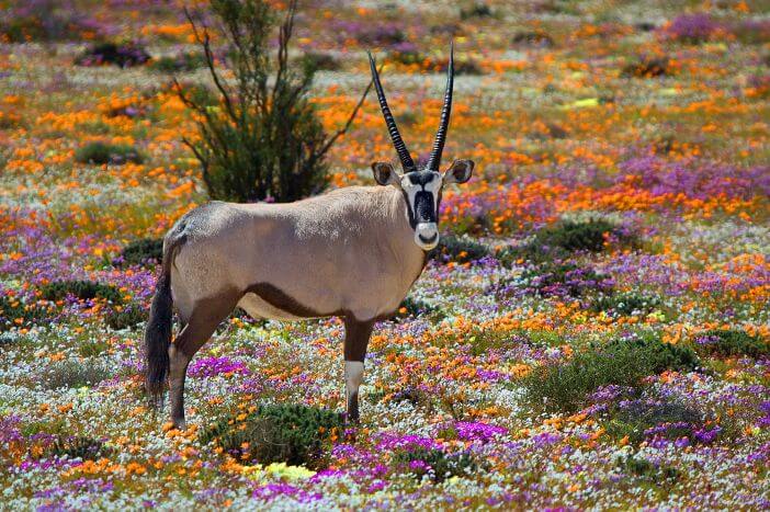 L'oryx fait partie des animaux visibles dans les champs pendant la saison de floraison.