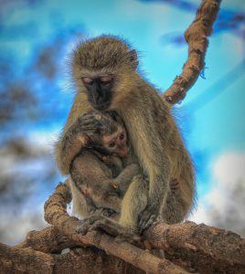 Una madre y su hijo, de la especie de primates cercopitecos verdes.