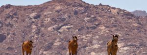 namib-desert-horse-in-front-of-mountain-namibia