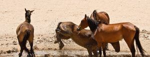 namib-desert-horses-namibia