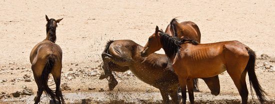 Les chevaux sauvages de Namibie près d'un point d'eau