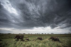 África en imágenes: Dramático paisaje con elefantes