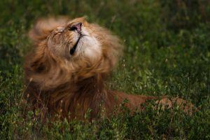 África en imágenes: Un león sacudiendo su melena al viento