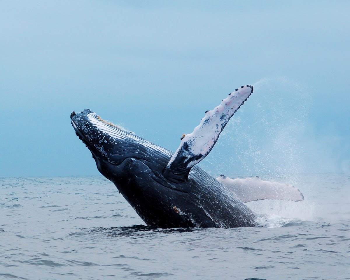 A whale breaches through the water