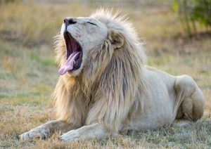 Lion blanc rugissant dans la savane