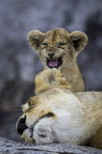 África en imágenes: Una cría de león rugiendo junto a su madre