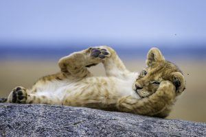 África en imágenes: Una cría de león tumabada sobre un árbol