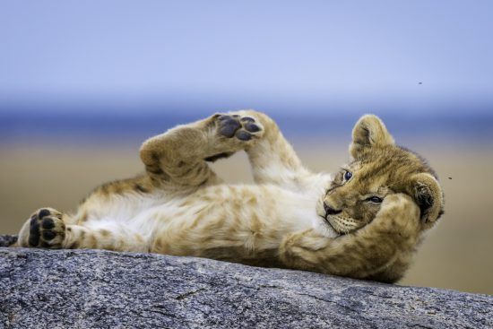 Ein kleiner Löwe greift auf dem Rücken liegend nach seiner Hinterpfote