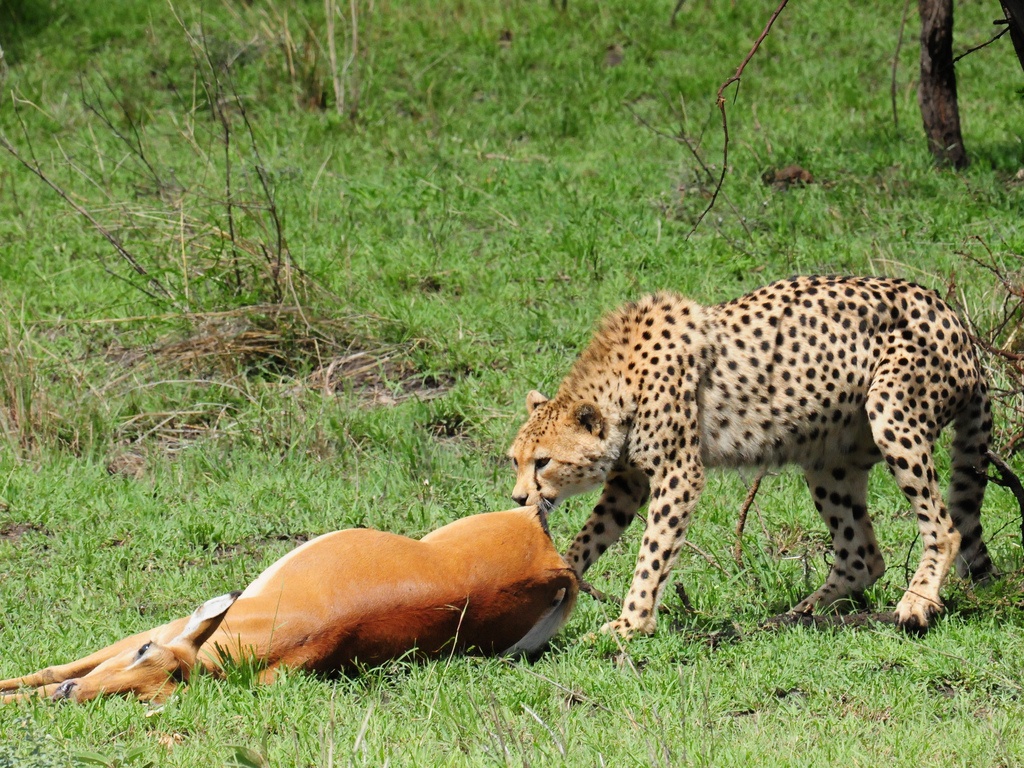 Antílopes africanos | Impala é arrastado por chita em uma planície gramínea