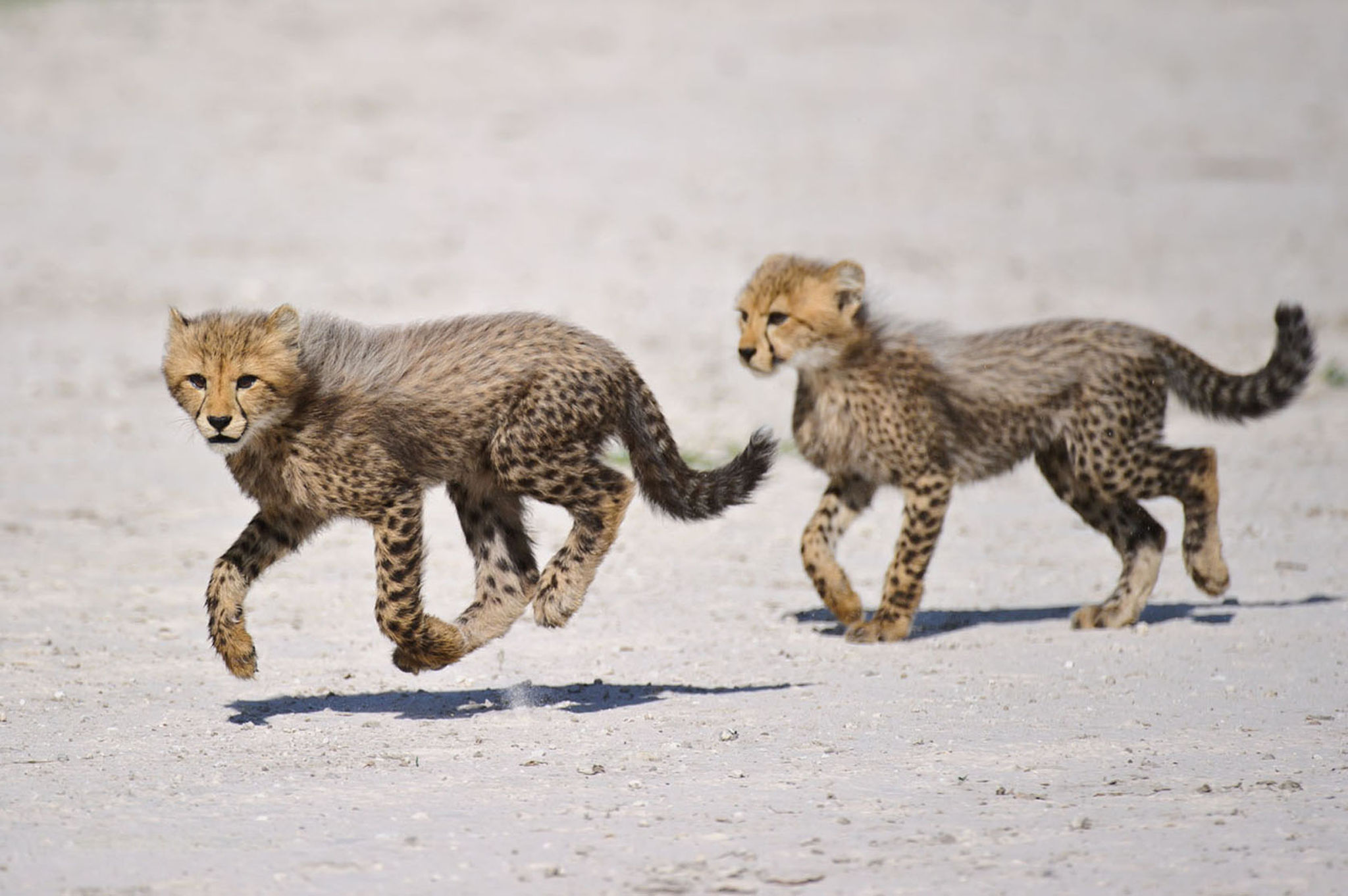 Una pareja de guepardos pequeños corriendo