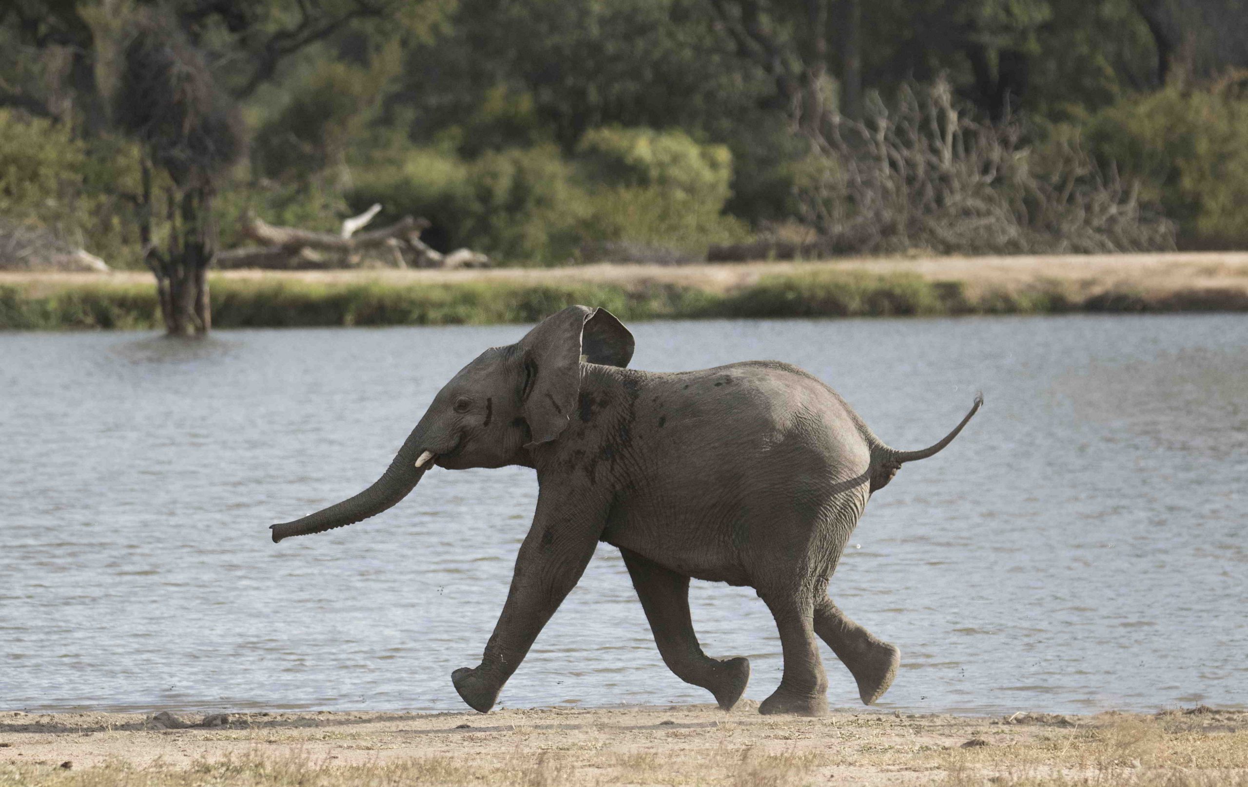 Un cría de elefante paseando