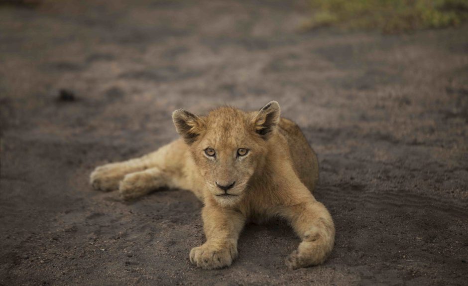 Chitwa Chitwa offers a wonderful wildlife experience, among others. 