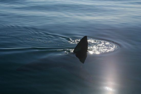 Flosse eines weißen Hais ragt aus dem Wasser - Shark Cage Diving Kapstadt