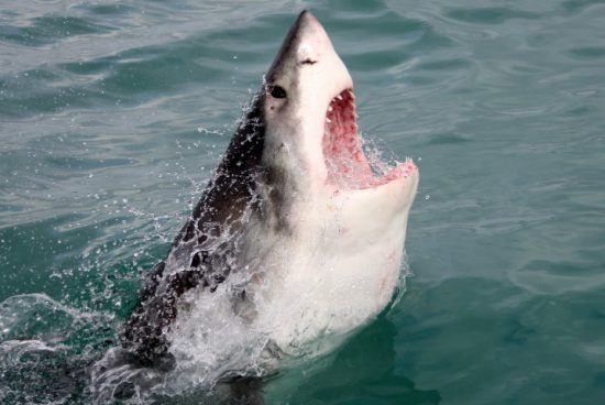 Ein weißer Hai ragt aus dem Wasser - beim Shark Cage Diving in Südafrika