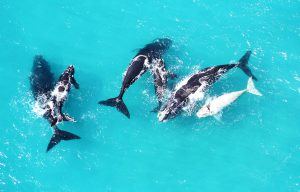 Un grupo de ballenas nadando en el agua