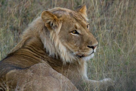 Nahaufnahme eines jungen Löwen im Hwange Nationalpark in Simbabwe