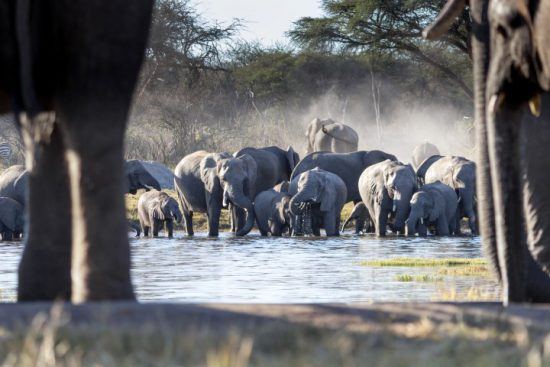 In the dry seasons, herds gather near the waterhole at The Hide