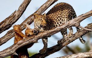 Un leopardo devorando su presa en lo alto de un árbol en África