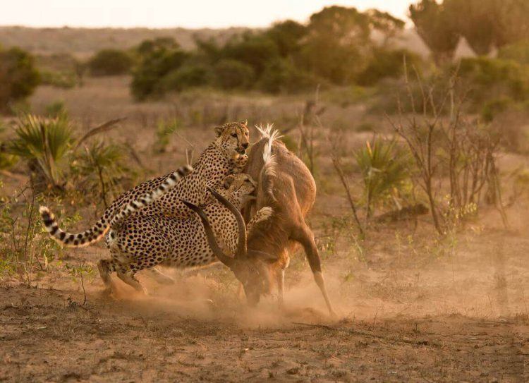 Guépard chassant une antilope dans la savane africaine