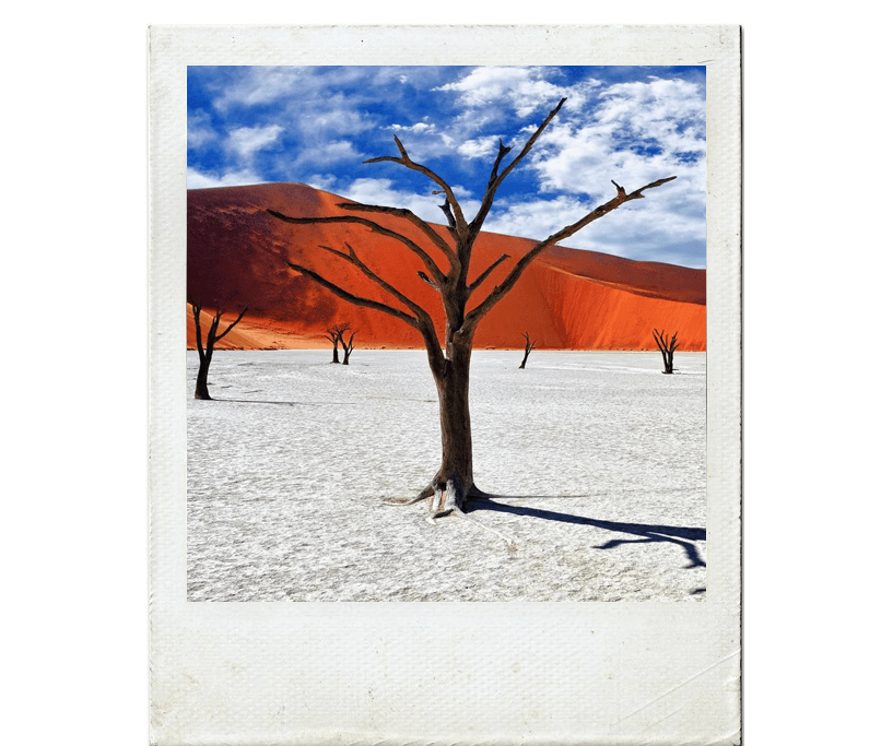 Árvores mortas na região de Deadvlei, deserto Sossusvlei, Namíbia