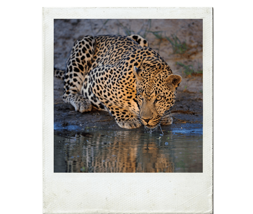 Leopardo saciando em charco na Reserva Sabi Sand