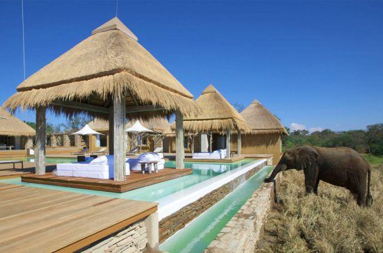 Ein Elefant trinkt aus dem Pool des Wellnesscenters im Kapama Private Game Reserve