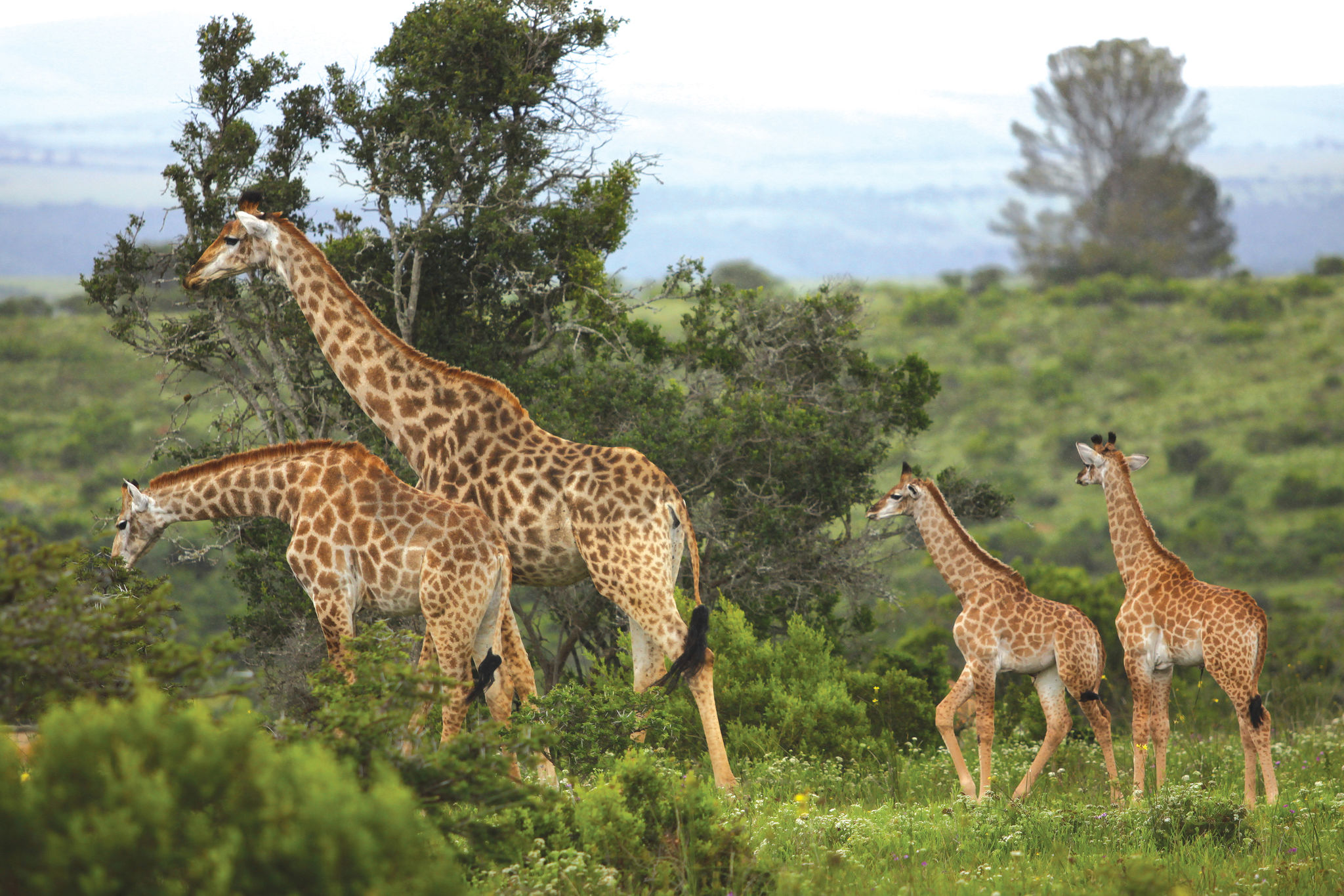 Una familia de jirafas