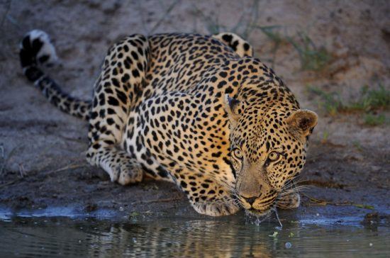 Leopardo saciando su sed en la Reserva Klaserie