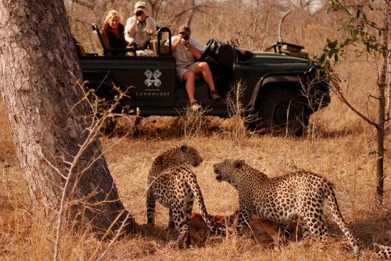 Los safaris especializados te darán las mejores oportunidades de tomar fotos