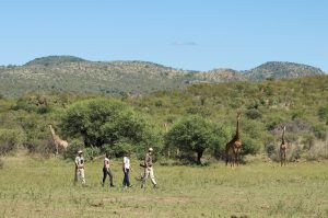 Los safaris a pie son una maravillosa forma de contemplar la vida salvaje de la región de Waterberg