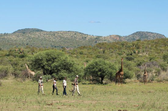 Safari-goers on a bush walk in Madikwe 