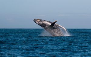 Una ballena saltando fuera del agua en Sudáfrica