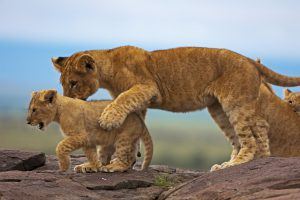 L'écotourisme va dans le sens de la protection des espèces tels que les lions.