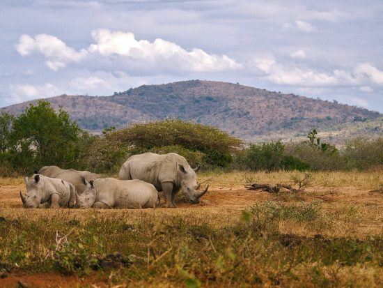 A crash of rhinos resting in Hluhluwe-iMfolozi Park