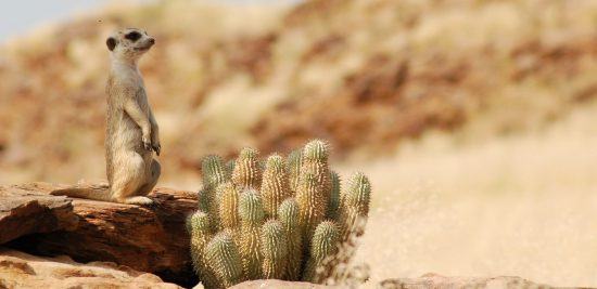 El desierto del Kalahari, uno de los lugares donde ver suricatas es más fácil.