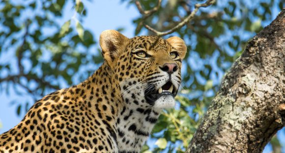 Leopard in a tree in Sabi Sand