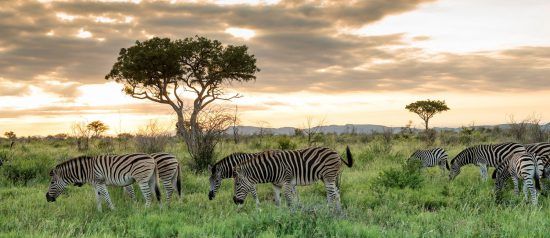 Zebras grasen im hohen Gras im Madikwe Game Reserve in Südafrika