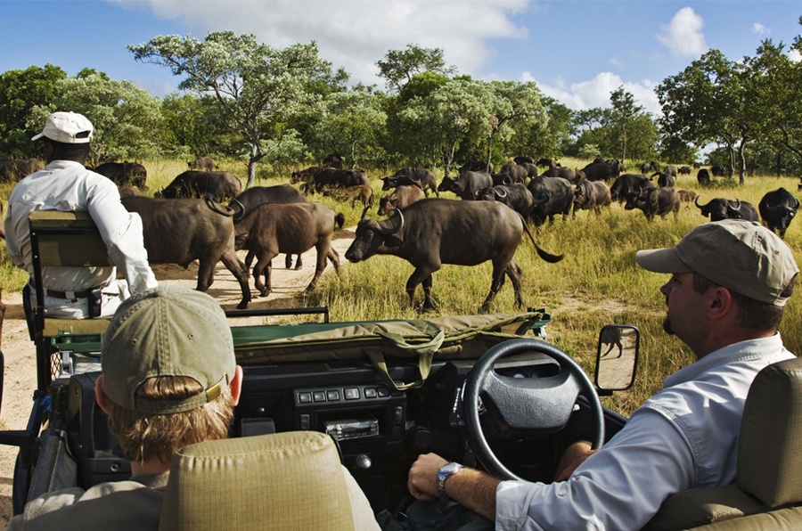 Veículo de safári encontra manada de búfalos na Reserva Thornybush