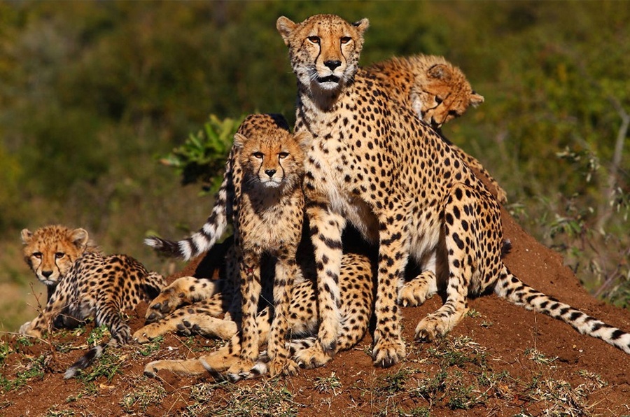 Chitas olham diretamente para a câmera durante safári na Reserva Thornybush