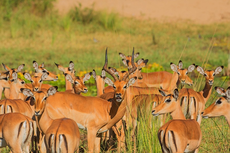 Antílopes africanos | Impalas são vistos nos arredores de Royal Zambezi Lodge, Zâmbia