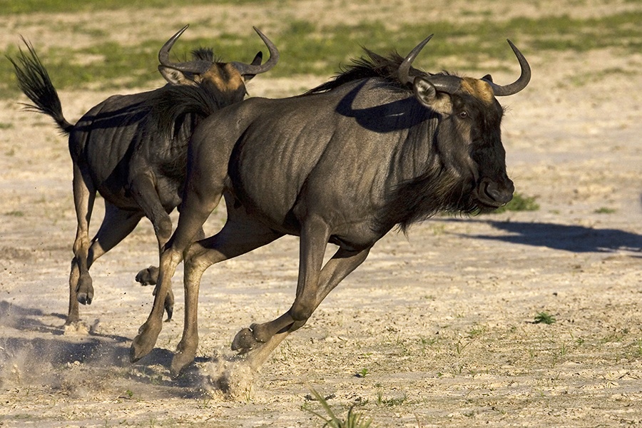 É comum ver disputas territoriais entre gnus durante safáris na África