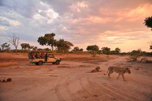 Vehículo 4x4 de safari junto a una pareja de leones