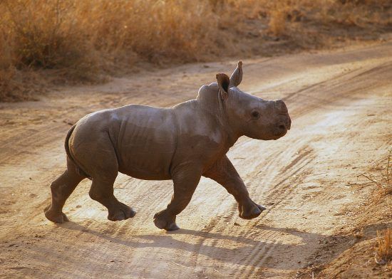 A baby rhino moseys along the Tswalu Private Game Reserve