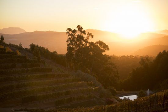 Les vignobles du Cap et des hectares de vignes au soleil couchant.