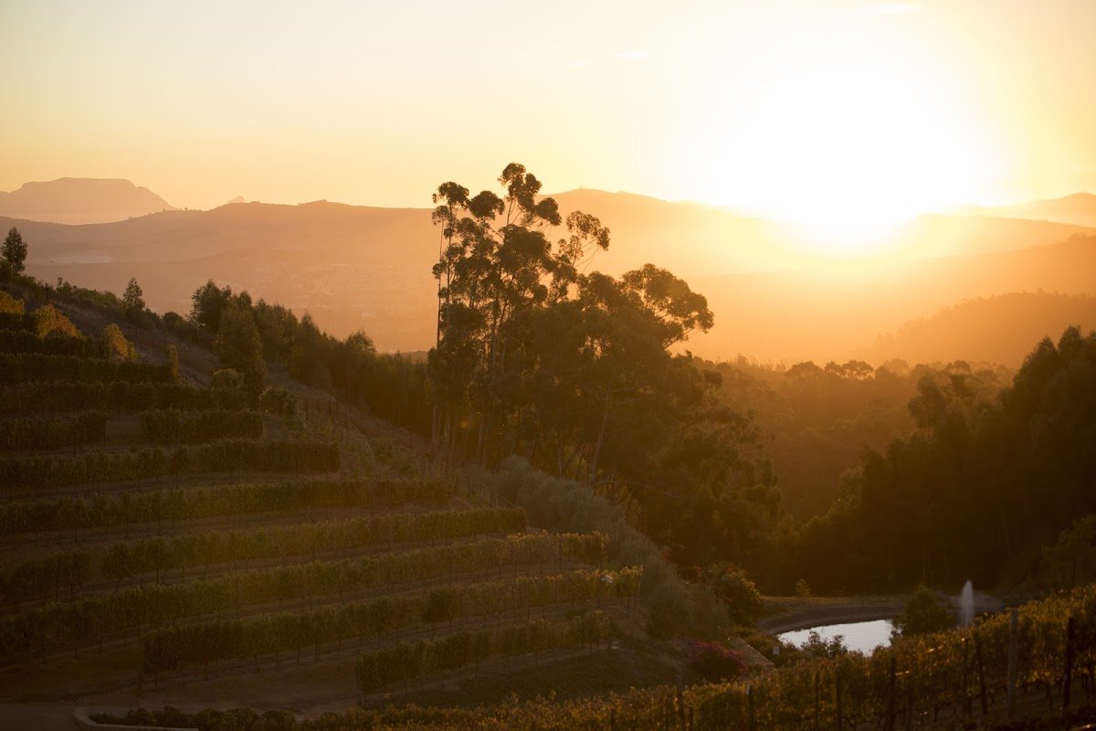 A vineyard is bathed in golden light as the sun sets over the hills