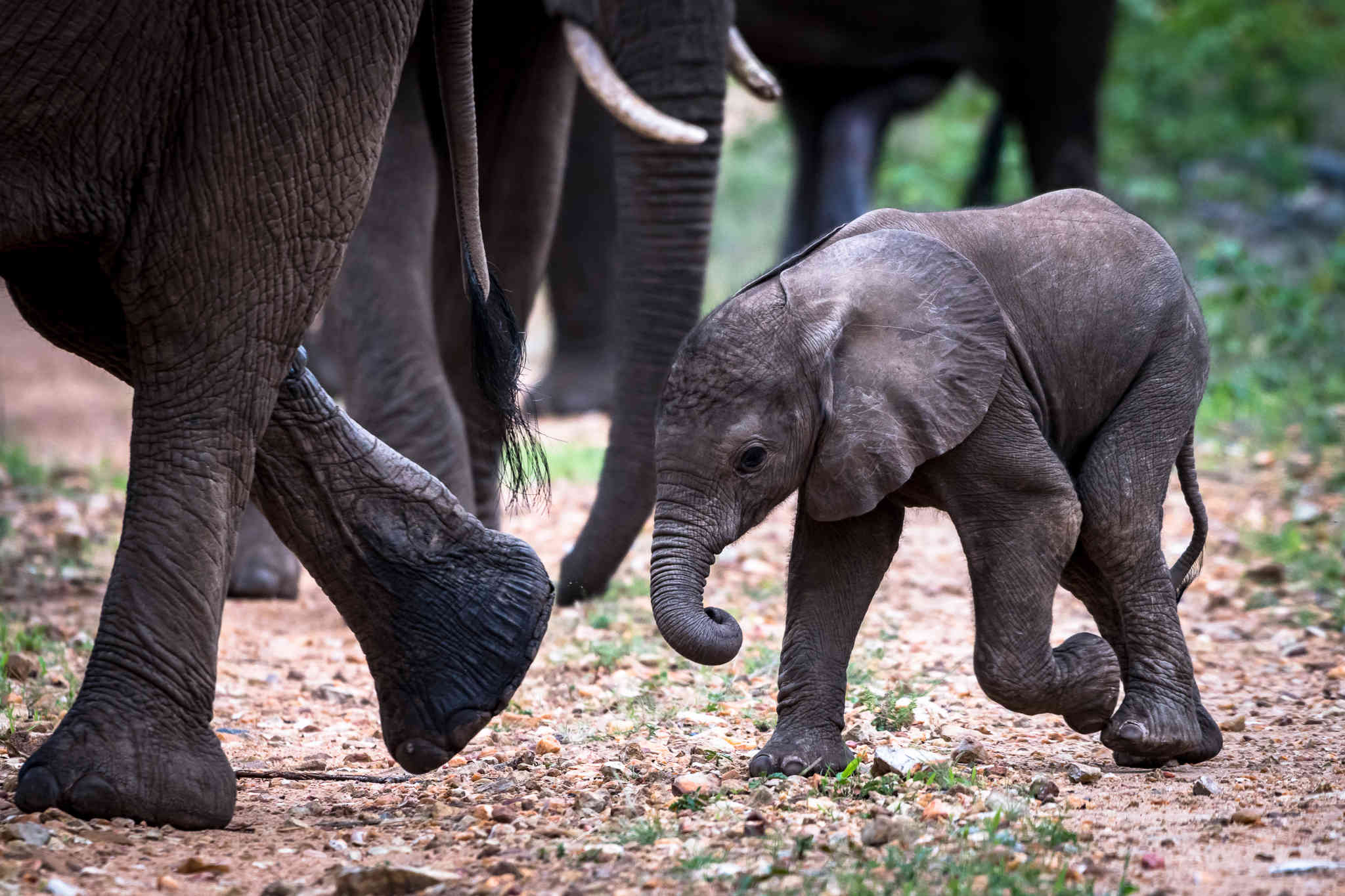 Cría de elefante junto a su manada