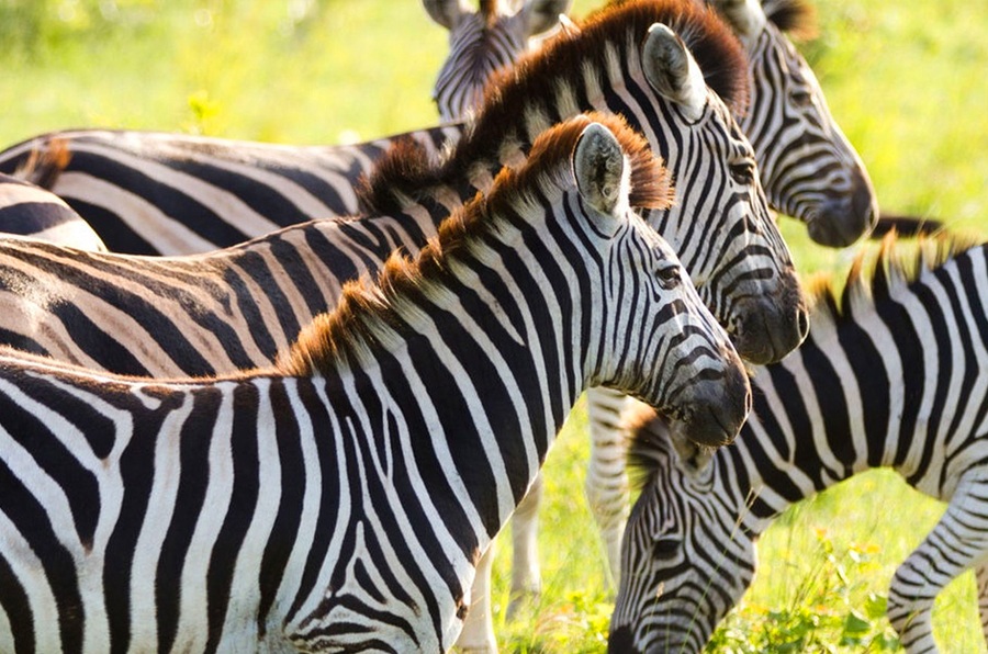 Zebras enfileiradas na Reserva Klaserie